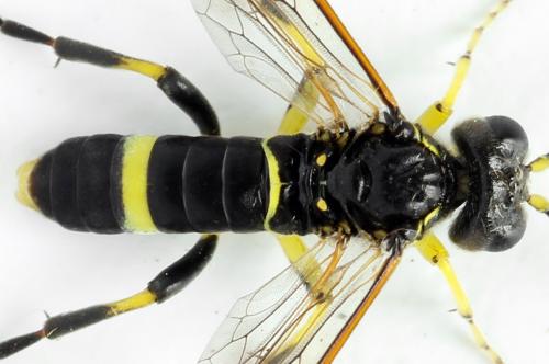 Zonuledo amoena
