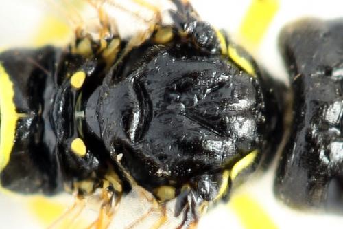 Réf. 272 321 : Zonuledo amoena