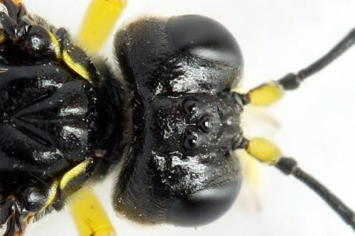 Réf. 272 322 : Zonuledo amoena