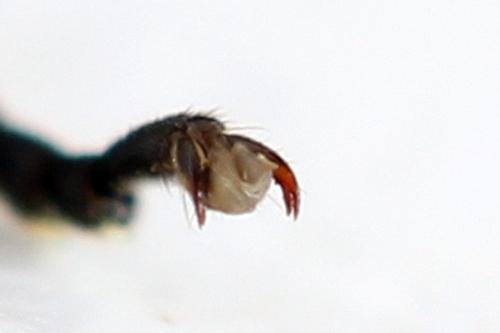Zonuledo amoena