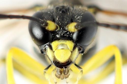 Réf. 272 324 : Zonuledo amoena