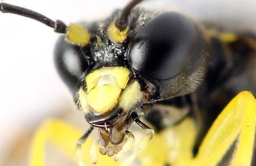 Réf. 272 325 : Zonuledo amoena