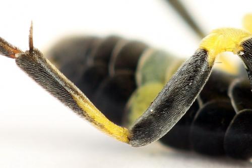 Réf. 272 326 : Zonuledo amoena