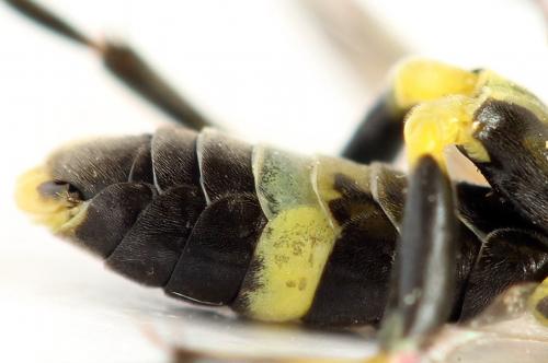 Réf. 272 327 : Zonuledo amoena
