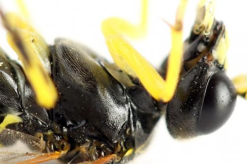 Réf. 272 328 : Zonuledo amoena