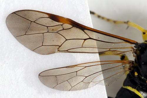 Réf. 272 329 : Zonuledo amoena