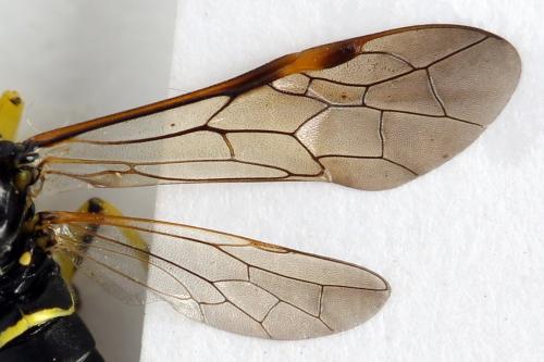 Zonuledo amoena