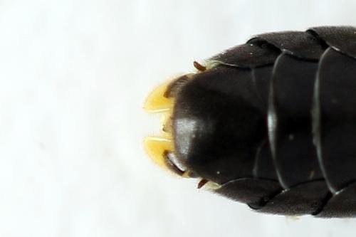 Réf. 272 331 : Zonuledo amoena