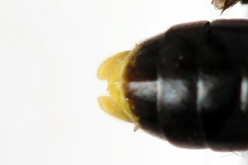 Zonuledo amoena