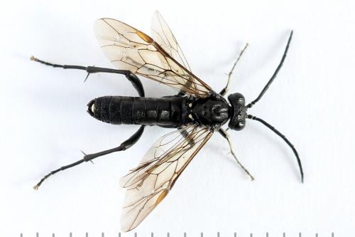 Réf. 272 734 : Macrophya duodecimpunctata