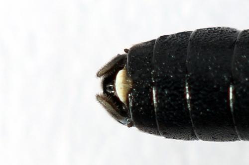 Réf. 272 735 : Macrophya duodecimpunctata