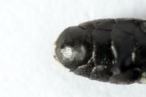 Réf. 272 736 : Macrophya duodecimpunctata