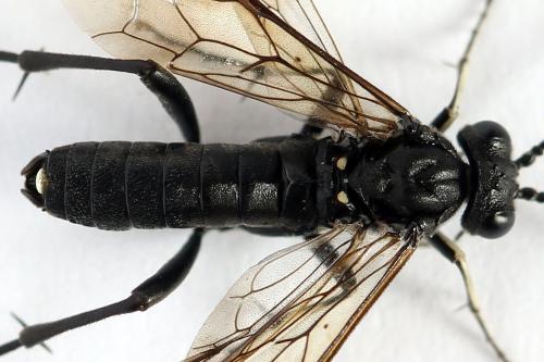 Réf. 272 737 : Macrophya duodecimpunctata