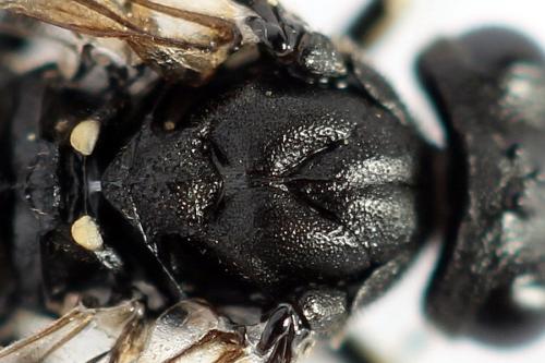 Réf. 272 738 : Macrophya duodecimpunctata