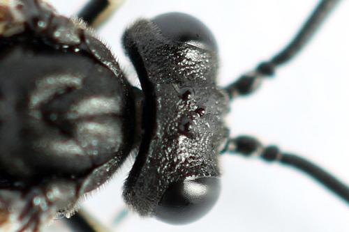 Réf. 272 739 : Macrophya duodecimpunctata