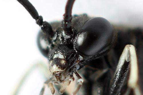 Réf. 272 741 : Macrophya duodecimpunctata