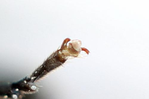 Réf. 272 742 : Macrophya duodecimpunctata