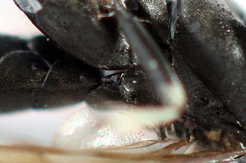 Réf. 272 744 : Macrophya duodecimpunctata
