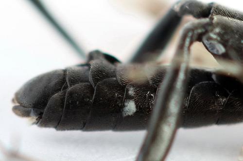 Réf. 272 745 : Macrophya duodecimpunctata