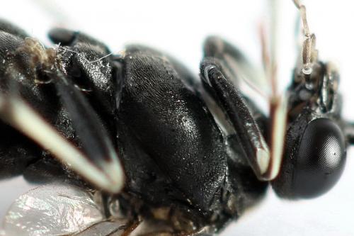 Réf. 272 746 : Macrophya duodecimpunctata