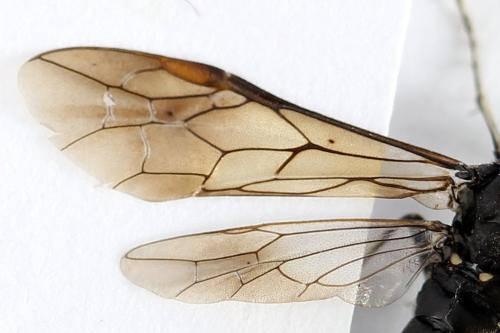 Réf. 272 747 : Macrophya duodecimpunctata