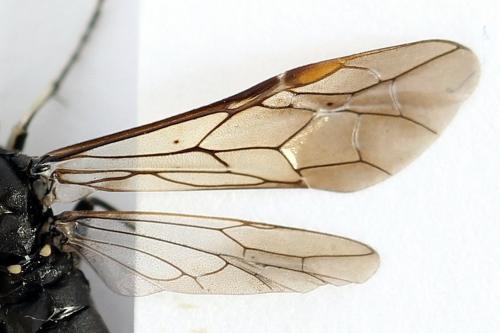 Réf. 272 748 : Macrophya duodecimpunctata