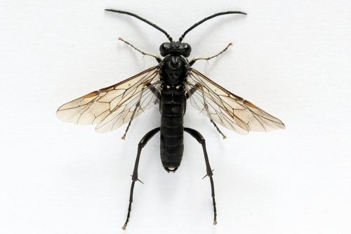 Réf. 272 749 : Macrophya duodecimpunctata
