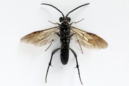 Macrophya duodecimpunctata