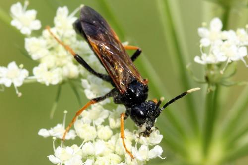 Réf. 272 430 : Tenthredo crassa