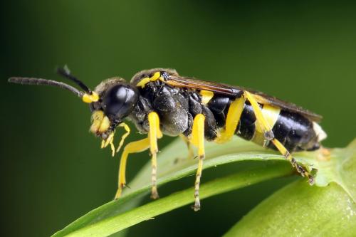 Zonuledo zonula