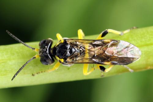 Zonuledo zonula