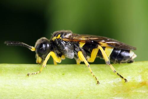 Zonuledo zonula