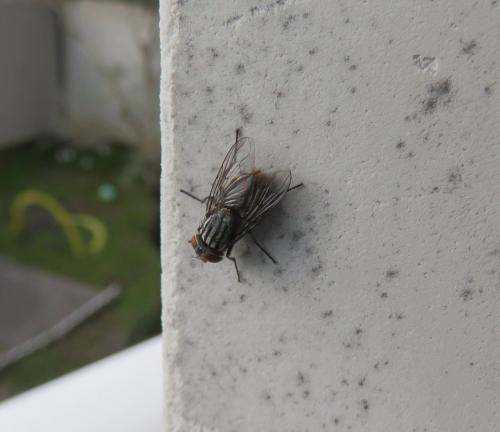 Synthesiomyia nudiseta