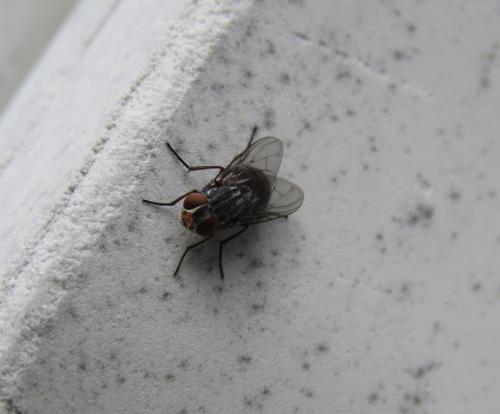 Synthesiomyia nudiseta