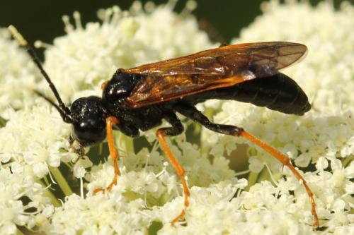 Réf. 272 433 : Tenthredo crassa