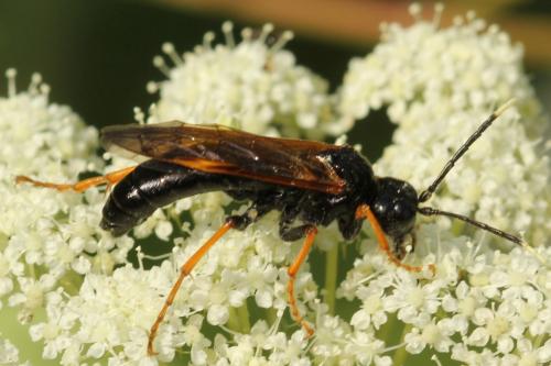 Réf. 272 434 : Tenthredo crassa