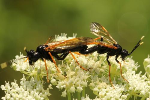 Réf. 272 435 : Tenthredo crassa