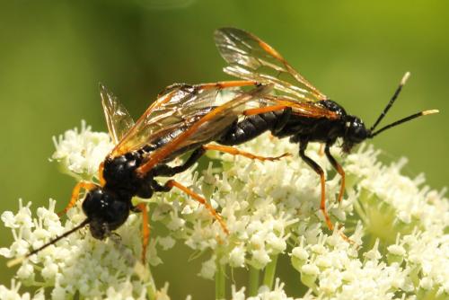 Réf. 272 436 : Tenthredo crassa