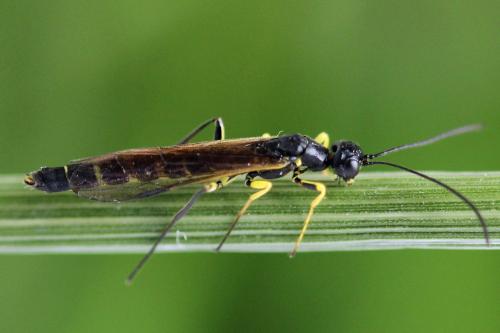 Calameuta filiformis