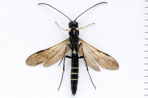 Calameuta filiformis