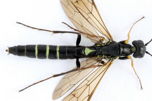 Calameuta filiformis