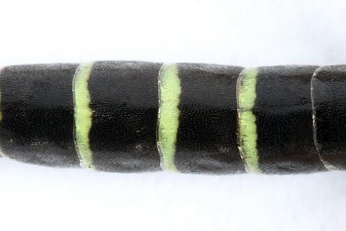 Calameuta filiformis
