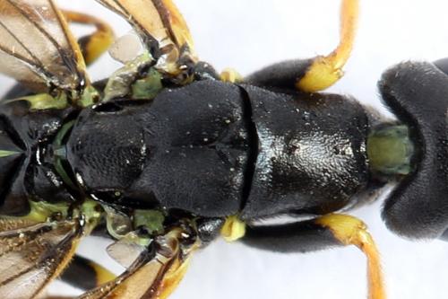 Calameuta filiformis