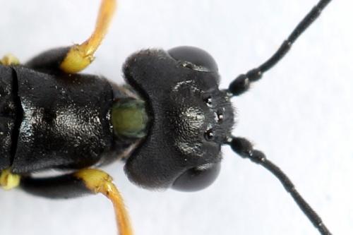 Calameuta filiformis