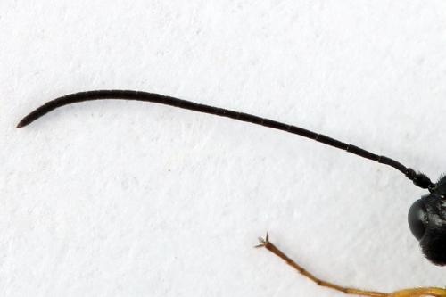 Calameuta filiformis