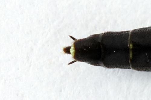 Calameuta filiformis