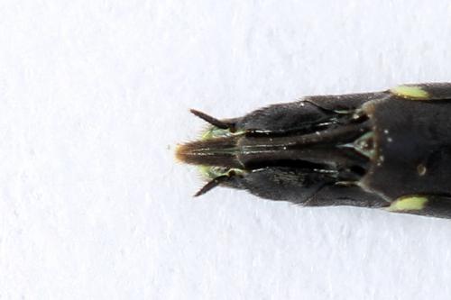 Calameuta filiformis