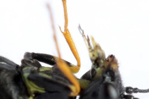 Calameuta filiformis
