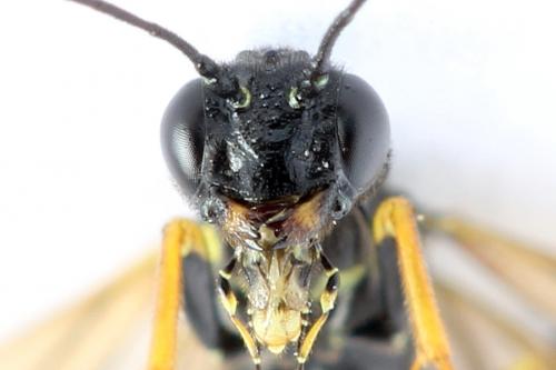 Calameuta filiformis
