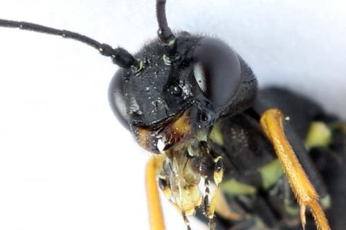 Calameuta filiformis
